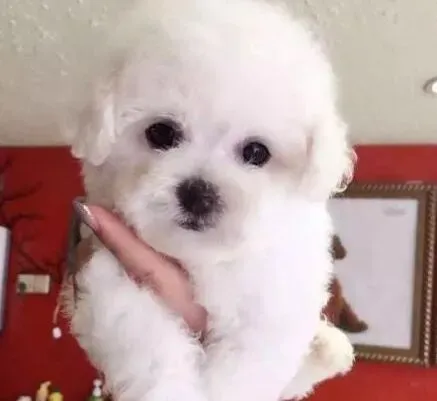 比熊犬|比熊犬饮食方面需要注意什么