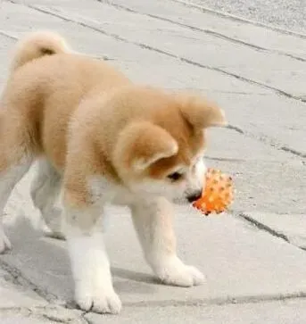 秋田犬|训练秋田犬的有利条件和环境