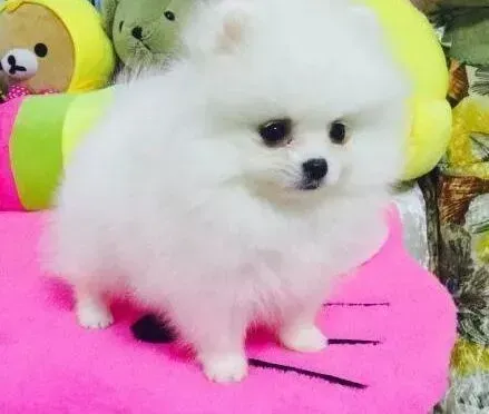 博美犬|如何让博美犬接受最正规的教育