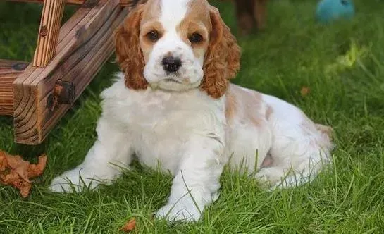 可卡犬|夏天饲养可卡犬主人要注意的问题