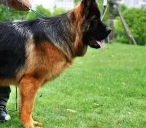 德国牧羊犬|德国牧羊犬精神不好食欲不振怎么办