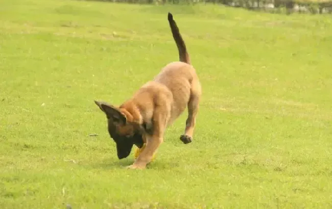 马犬|如何清理马犬身上脱落下来的狗毛