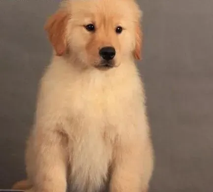 金毛|掌握训练金毛犬跳跃的要领