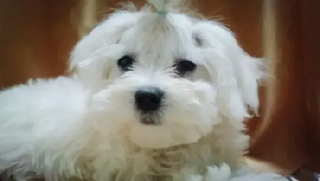 马尔济斯|马尔济斯犬在意外受伤之后我们要如何判断伤情
