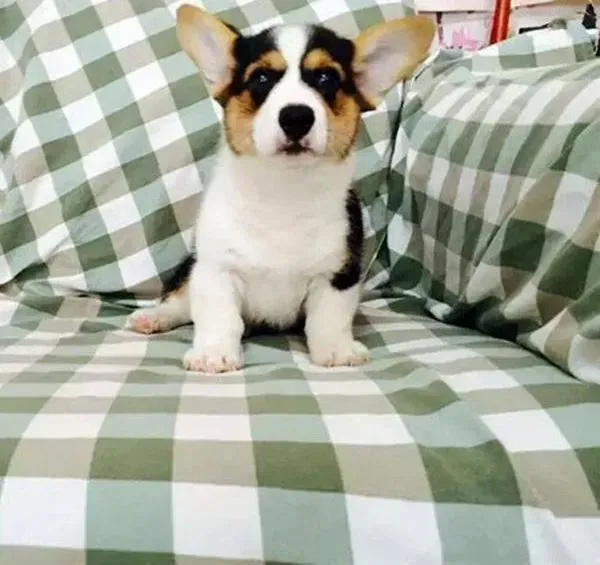 柯基犬|养好可卡犬，请看我的
