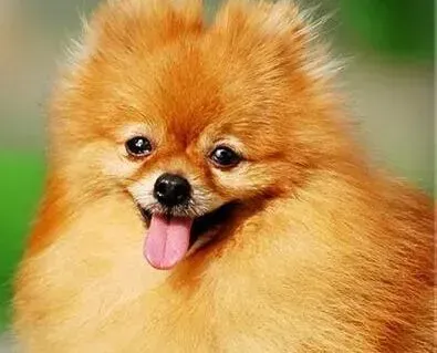 博美犬|饲养幼龄博美犬 你有哪些好方法