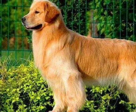 金毛|金毛犬掉毛厉害怎么办