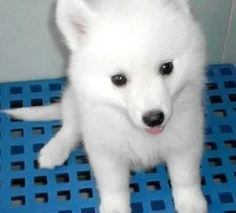 银狐犬|生活小助手 银狐犬主人的最爱——狗绳
