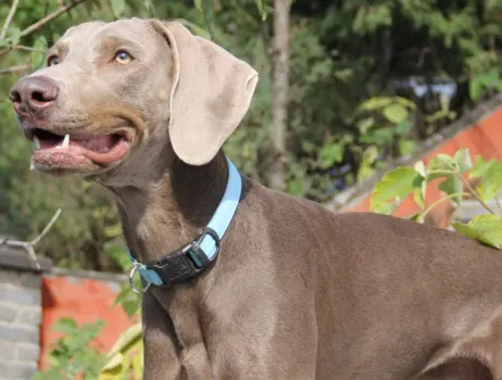 为什么很多养魏玛犬 是比较凶猛的狗狗 | 魏玛犬