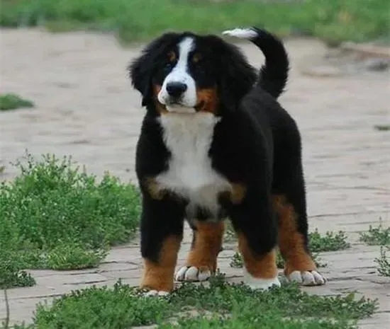 伯恩山犬|伯恩山犬对声音敏感的解决方法