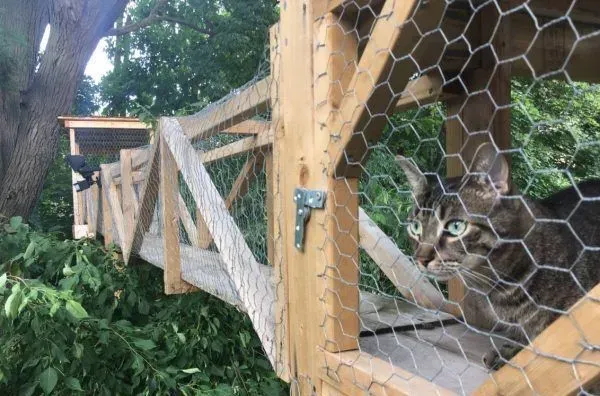 猫奴打造超梦幻树屋 室内猫也可以出去透透气 | 猫
