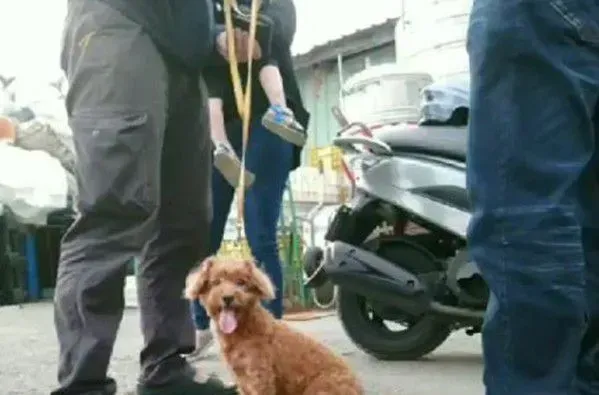 贵宾犬因主人家有新生儿 陪伴8年被弃养 | 狗