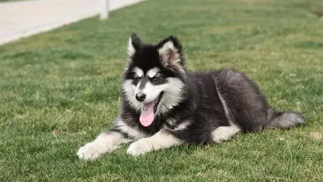 阿拉斯加犬|教你一招提高阿拉斯加雪橇犬幼犬成活率的方法