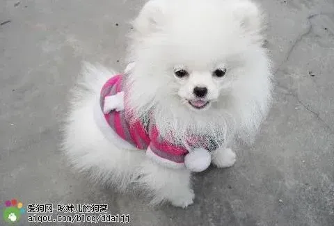 银狐犬|我家银狐犬为什么不会摇尾巴呢
