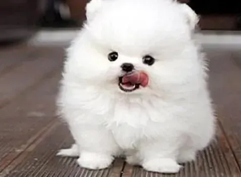 博美犬|怎样的喂养方法能让博美犬青春永驻延缓衰老