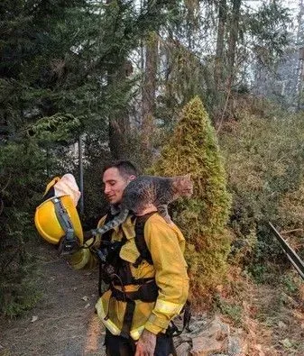 森林大火小猫死里逃生 得消防员解救瞬间成好朋友 | 猫