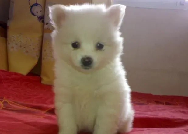银狐犬和博美哪个好养 银狐比较淘气活泼 | 银狐犬