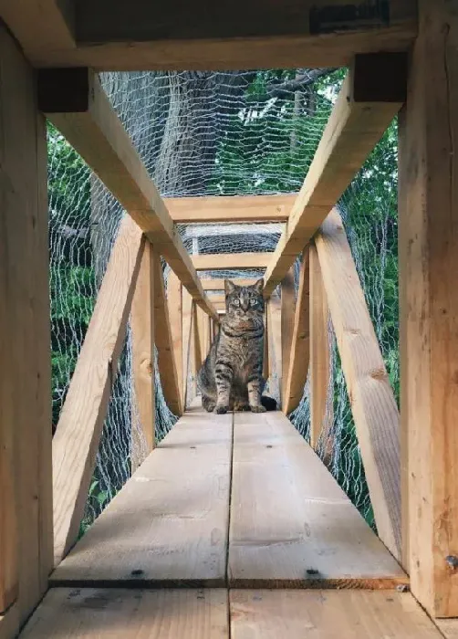 猫奴打造超梦幻树屋 室内猫也可以出去透透气 | 猫