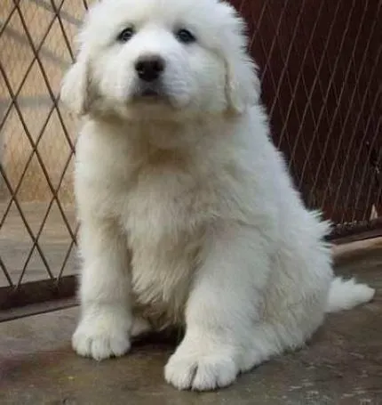 大白熊犬|训练大白熊犬的几点好的意见