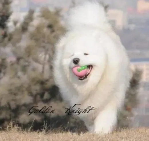 萨摩耶|让萨摩耶犬尽快安静下来的八种小方法