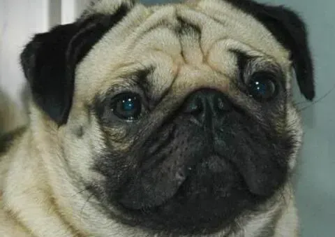 巴哥犬|怀孕完美方案 科学照顾刚出生的巴哥犬宝宝