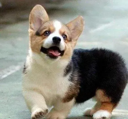 柯基犬|柯基犬咳嗽没有发烧是怎么了