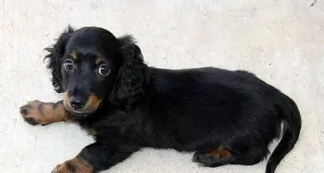长毛腊肠犬智商高吗 腊肠犬智商不是很高 | 腊肠犬