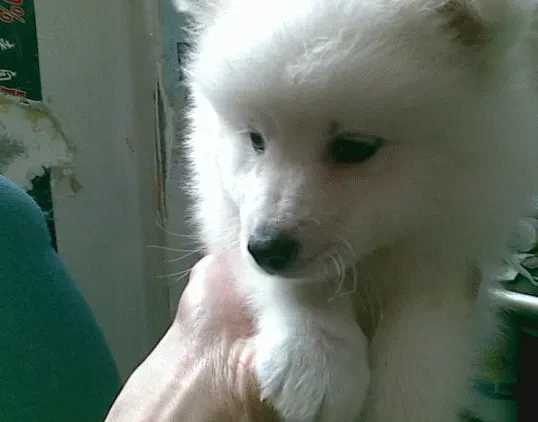 银狐犬|银狐犬这几天严重拉稀是怎么了