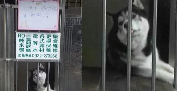 此恶犬请勿喂食 爸爸挂告牌惹汪超不爽 | 狗