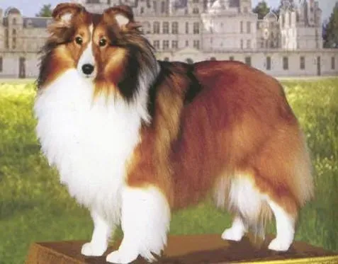 喜乐蒂|准备好了吗 喜乐蒂犬寄养训练的注意事项
