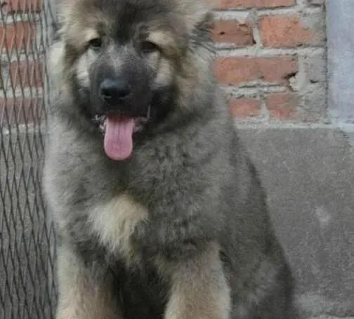 高加索犬|慧眼识真品 给高加索犬选择纯正的海藻粉