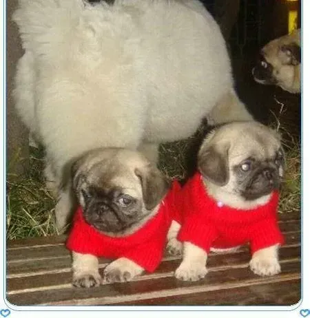 巴哥犬|如何正确的饲养好巴哥犬幼犬