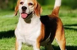 比格犬|养宠小知识 为比格犬注射疫苗需要注意什么