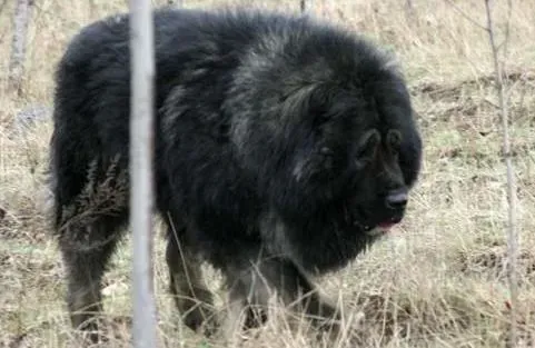 高加索犬|经常带高加索犬散步和运动的好处有哪些