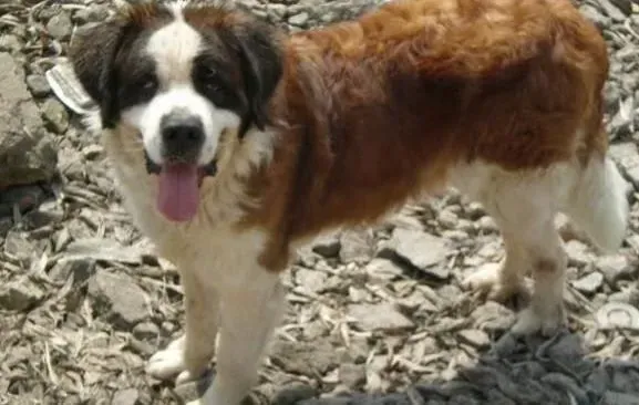圣伯纳犬|圣伯纳犬老年期容易出现的问题你了解多少