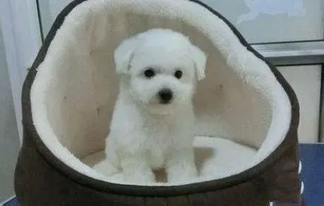 比熊犬|如何训练让狗狗和猫和平相处不成冤家