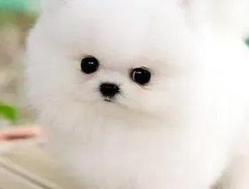 博美犬|博美犬身体很痒，而且掉毛这是什么情况