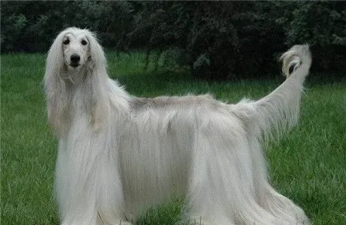 阿富汗猎犬到底有多笨 对主人服从性很好 | 阿富汗猎犬