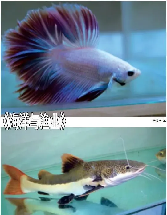 热带观赏鱼的运输方式和包装方法
