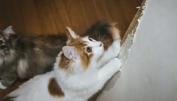 猫死人伤！ 猫误入洗衣机 饲主救猫心切惨遭骨折