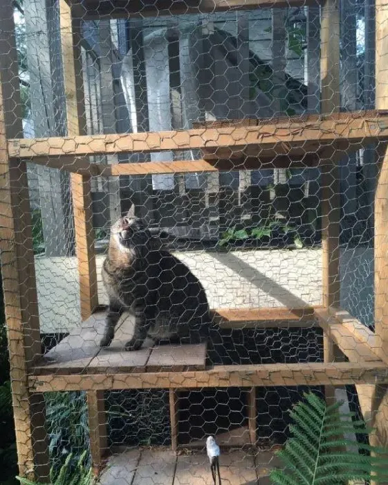猫奴打造超梦幻树屋 室内猫也可以出去透透气 | 猫