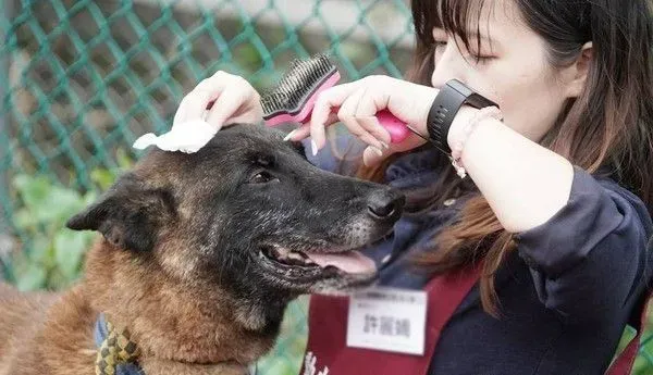 亲人狼犬遭弃养在收容所 就算受伤仍然非常爱撒 | 狗