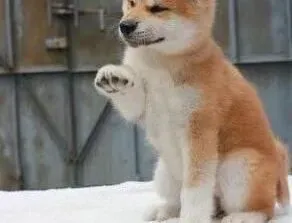 秋田犬|合理的饮食会让秋田犬保持健康体态优质毛发