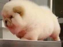 松狮犬|如何帮助有不良行为的松狮犬改邪归正
