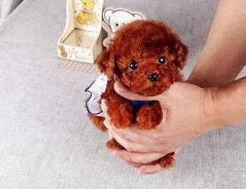 贵宾犬|计划生育好  给贵宾犬做节育的好处多