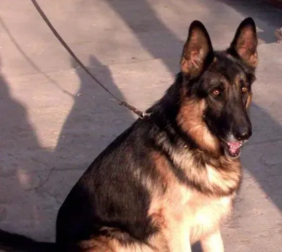 德国牧羊犬|饲养小常识 德国牧羊犬吃骨头期间应注意哪些事情