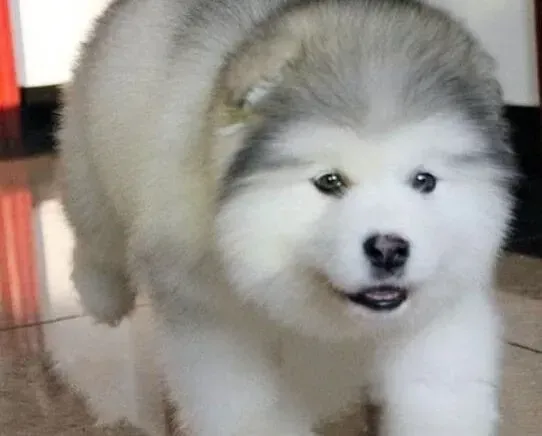 阿拉斯加犬|阿拉斯加雪橇犬反复的咳嗽应怎么办