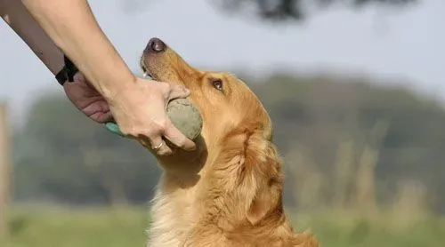 狗狗吃什么毛长的快 注意食物均衡营养 | 毛长的快