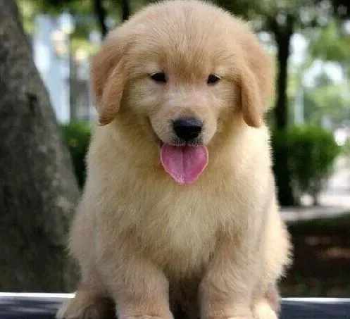 金毛|金毛犬后腿瘦小，无力怎么办