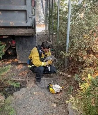 森林大火小猫死里逃生 得消防员解救瞬间成好朋友 | 猫